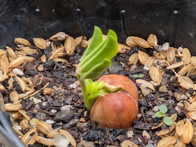 f:id:sakimama0310:20250509223727j:image