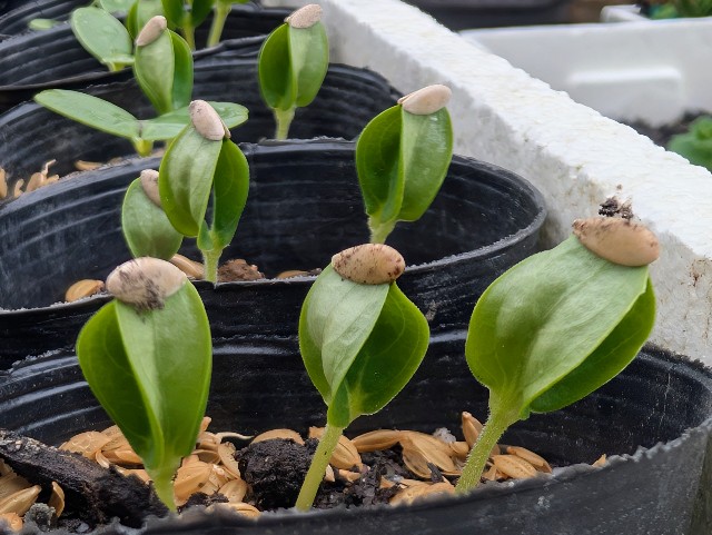 f:id:sakimama0310:20250509223903j:image