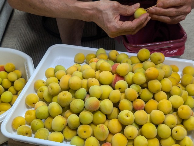 f:id:sakimama0310:20250611213800j:image