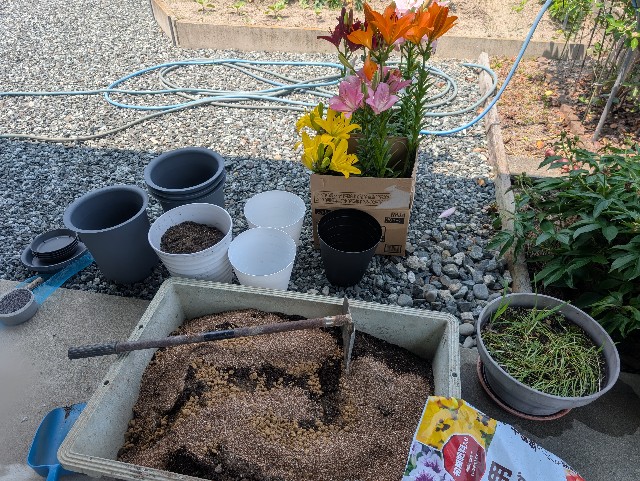 f:id:sakimama0310:20250624205437j:image f:id:sakimama0310:20250624205437j:image