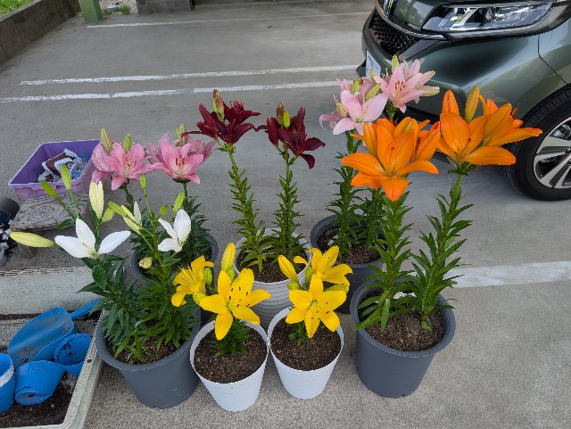 f:id:sakimama0310:20250624205846j:image f:id:sakimama0310:20250624205846j:image