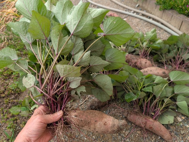 f:id:sakimama0310:20250624211340j:image f:id:sakimama0310:20250624211340j:image