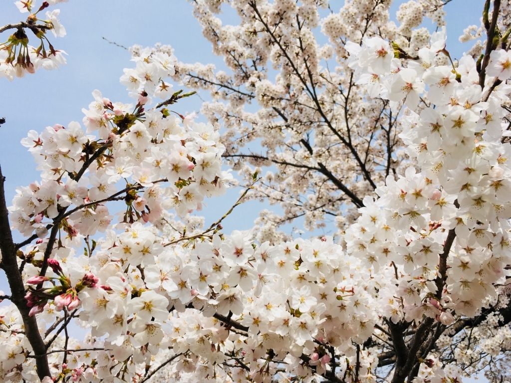 f:id:sakiminami-7:20180404111007j:plain f:id:sakiminami-7:20180404111007j:plain