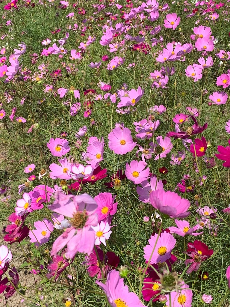 f:id:sakipepa:20191022212836j:image