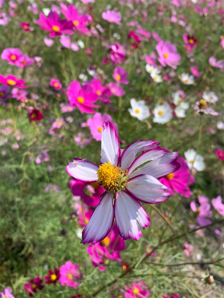 f:id:sakipepa:20191022212905j:image