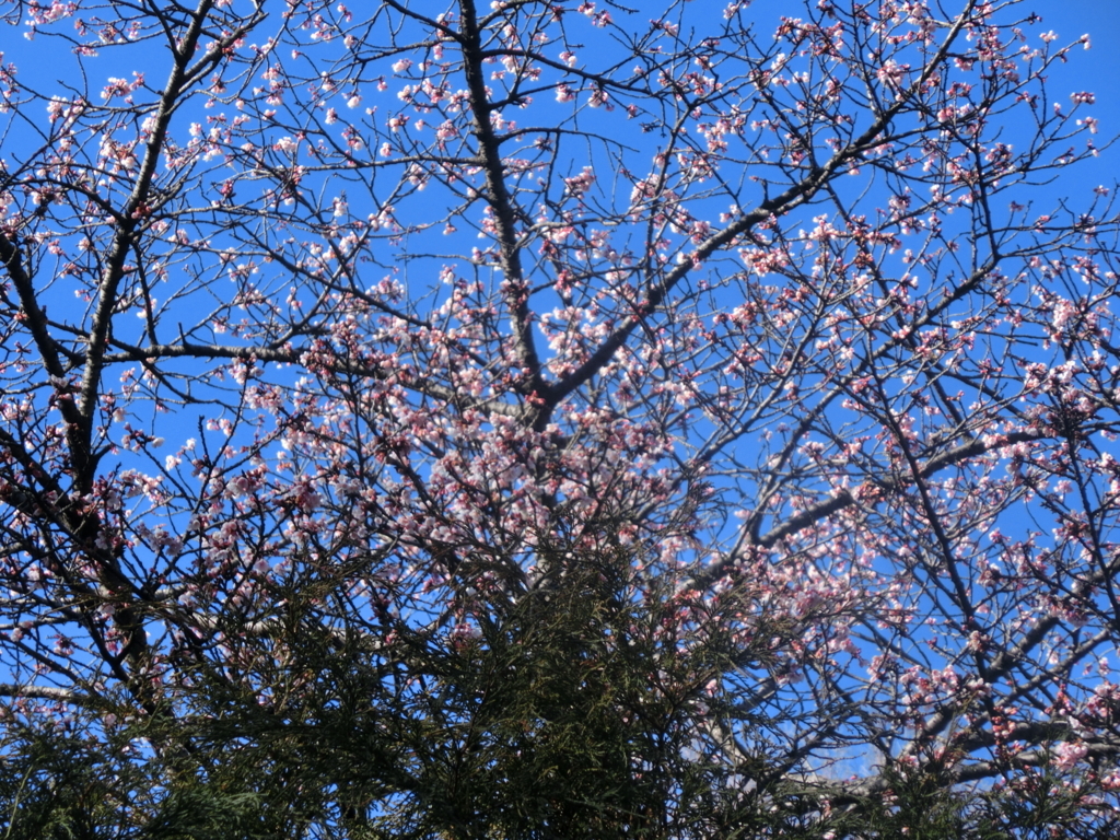 桜 梅 二題 ぶろぐ 前鳥の森から