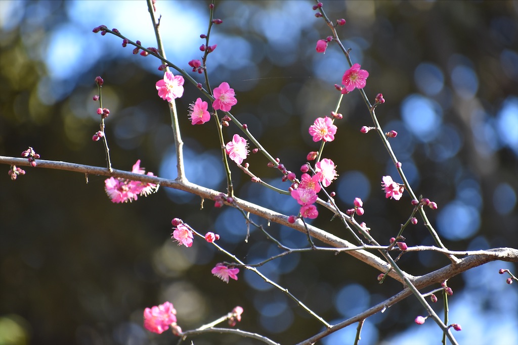 f:id:sakitorijinja:20200205144245j:image