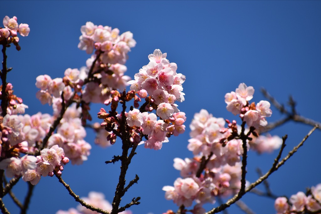 f:id:sakitorijinja:20200205144400j:image