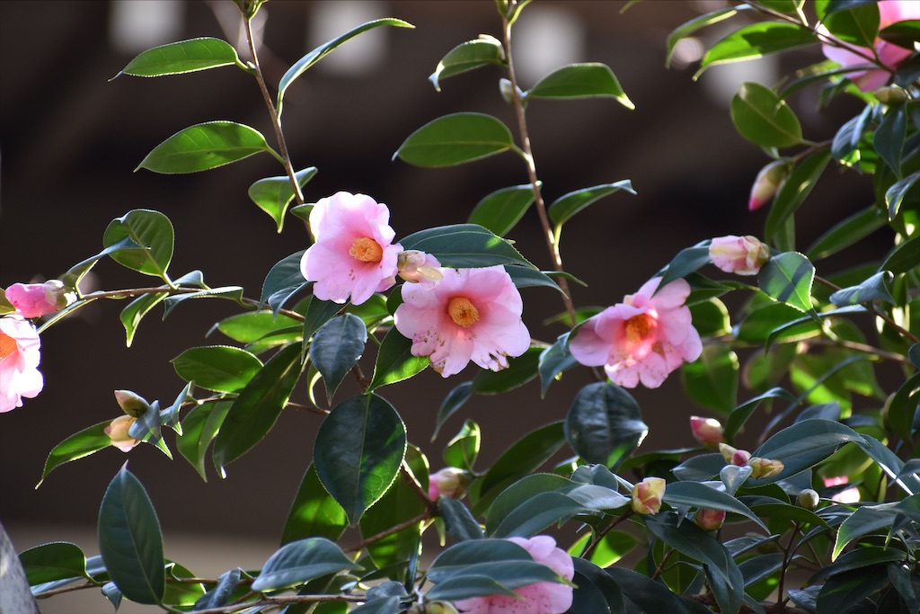 f:id:sakitorijinja:20200205144454j:image
