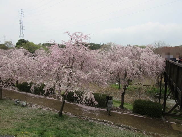 イメージ 7