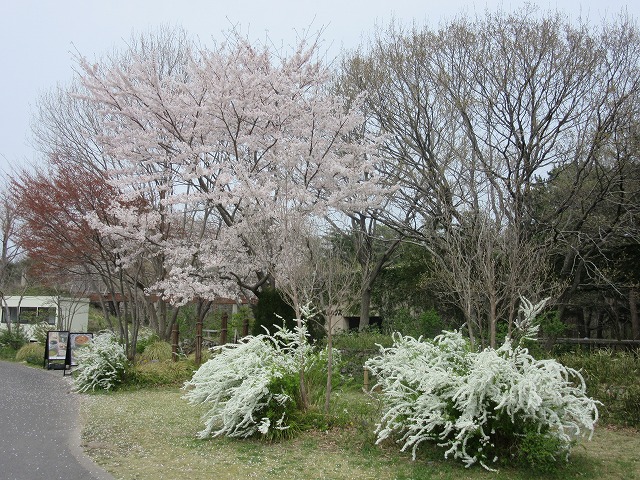 イメージ 10