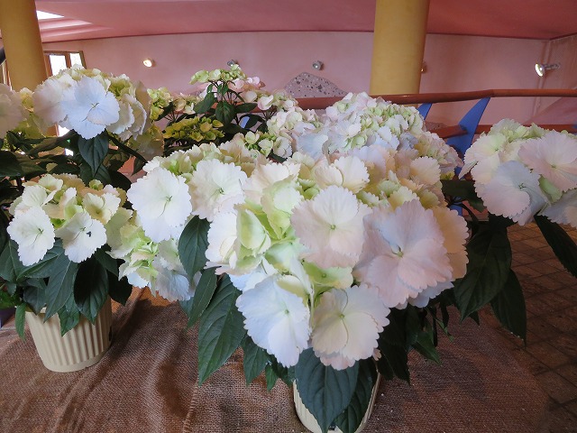 f:id:sakiyuuki:20200317111148j:plain f:id:sakiyuuki:20200317111148j:plain