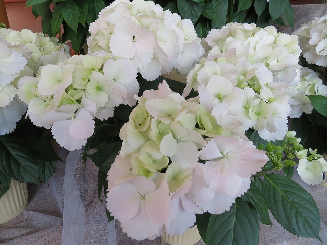 f:id:sakiyuuki:20200317111348j:plain f:id:sakiyuuki:20200317111348j:plain