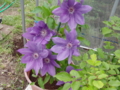 20100513155013