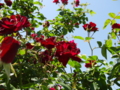20100521120021