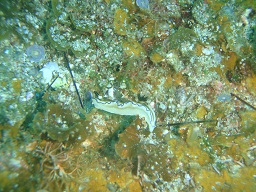 f:id:sako_no_sakura:20110522100554j:image f:id:sako_no_sakura:20110522100554j:image