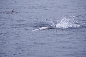 f:id:sako_no_sakura:20110522113919j:image f:id:sako_no_sakura:20110522113919j:image