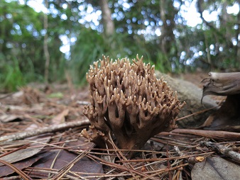 f:id:sako_no_sakura:20131027134559j:image