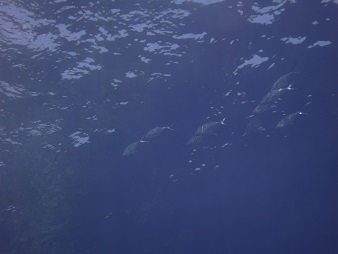 f:id:sako_no_sakura:20150801092245j:image f:id:sako_no_sakura:20150801092245j:image