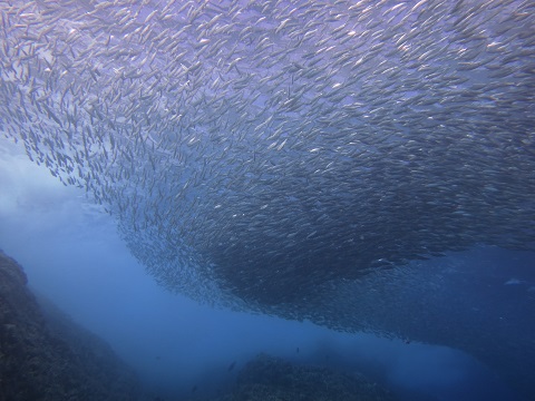 f:id:sako_no_sakura:20150917084320j:image