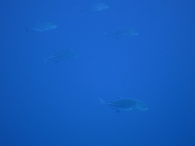 f:id:sako_no_sakura:20150917084820j:image