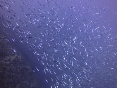 f:id:sako_no_sakura:20150917085857j:image