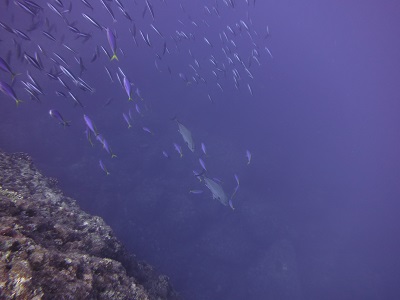 f:id:sako_no_sakura:20150917090027j:image