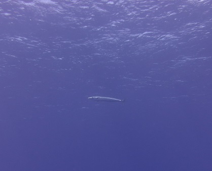 f:id:sako_no_sakura:20150917092003j:image