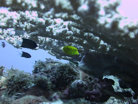 f:id:sako_no_sakura:20150917115946j:image