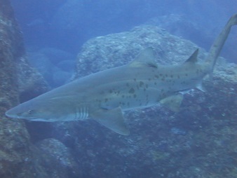 f:id:sako_no_sakura:20180603095218j:image