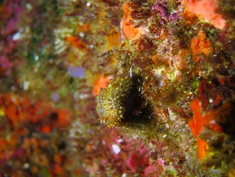 f:id:sako_no_sakura:20180603095554j:image