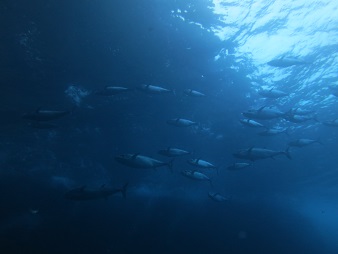 f:id:sako_no_sakura:20180603100127j:image