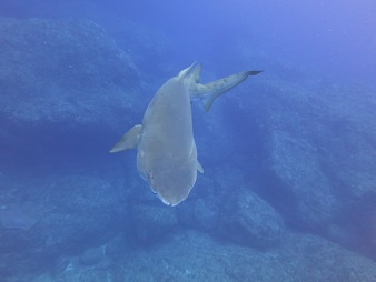 f:id:sako_no_sakura:20180603101147j:image