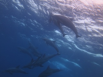 f:id:sako_no_sakura:20180603102239j:image