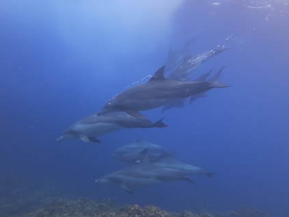 f:id:sako_no_sakura:20180603102246j:image