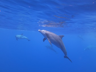 f:id:sako_no_sakura:20180603111620j:image