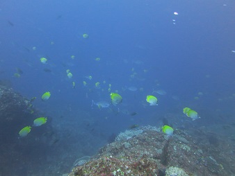 f:id:sako_no_sakura:20180603145228j:image