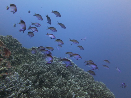 f:id:sako_no_sakura:20180603150619j:image