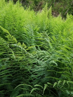 f:id:sako_no_sakura:20210502082000j:plain