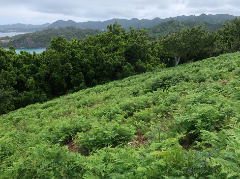 f:id:sako_no_sakura:20210502090311j:plain