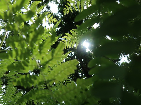 f:id:sako_no_sakura:20210502091808j:plain