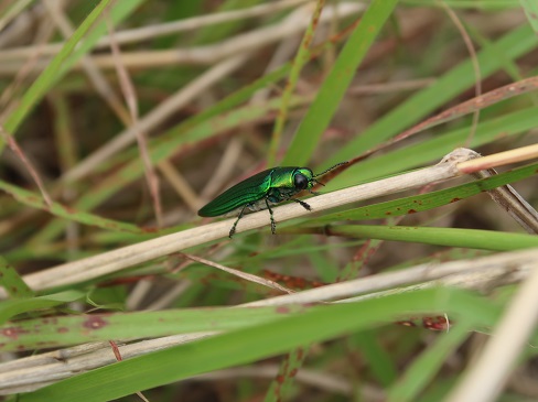 f:id:sako_no_sakura:20210502110902j:plain