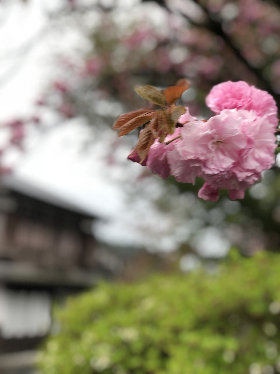 f:id:saku-haru-sati:20190417090122j:plain f:id:saku-haru-sati:20190417090122j:plain
