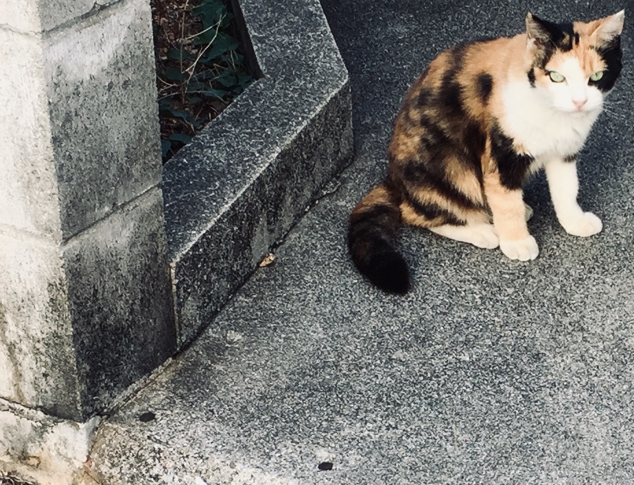 f:id:sakudainaman:20191110214157j:plain