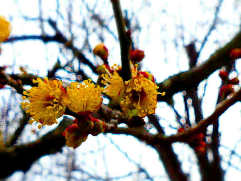 f:id:sakukorox:20170224190539j:plain f:id:sakukorox:20170224190539j:plain