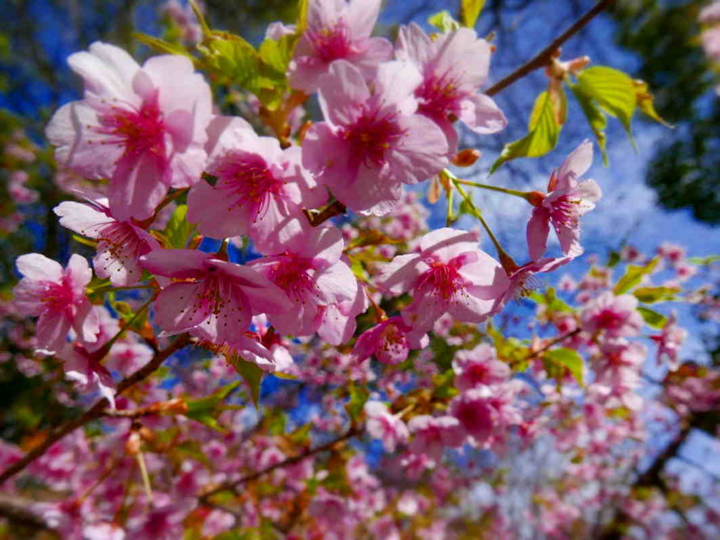 f:id:sakukorox:20170315202240j:plain f:id:sakukorox:20170315202240j:plain