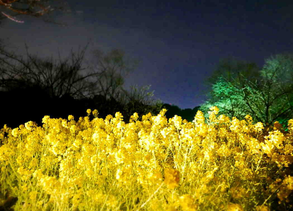 f:id:sakukorox:20170327184346j:plain f:id:sakukorox:20170327184346j:plain