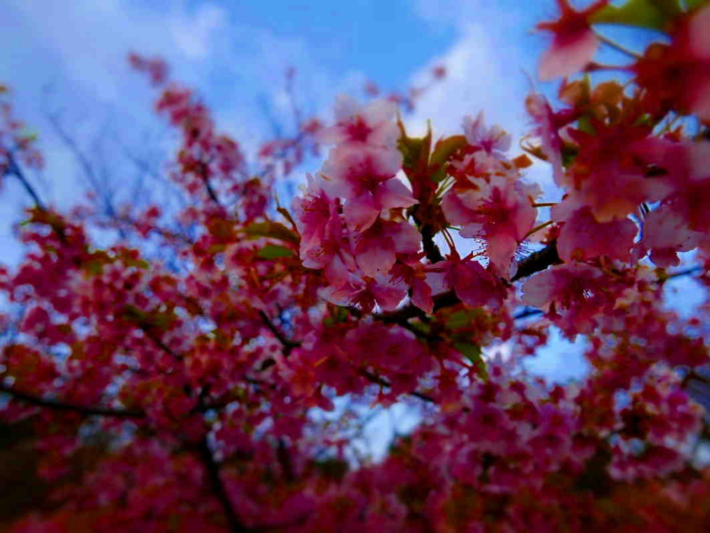 f:id:sakukorox:20170403114645j:plain f:id:sakukorox:20170403114645j:plain