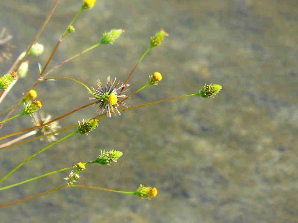 全国手話通訳問題研究会結成準備委員会の登場 第7回全国手話通訳者会議１９７4年 手話 と 手話通訳