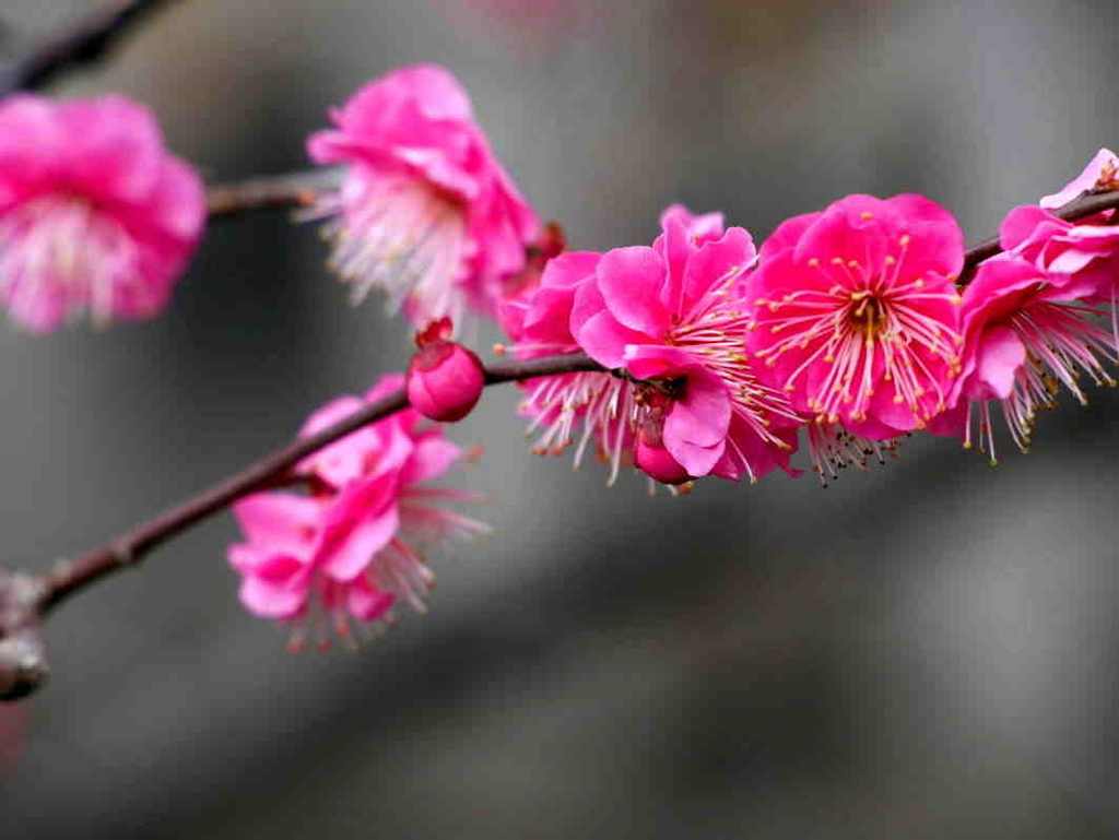 f:id:sakukorox:20190210210729j:plain f:id:sakukorox:20190210210729j:plain
